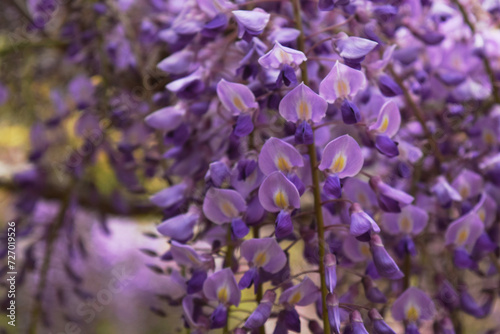           wisteria