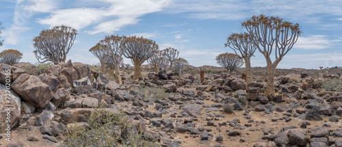 Quiver trees and Dolerite boulders landscape at Quivertree forest, Keetmansoop, Namibia photo