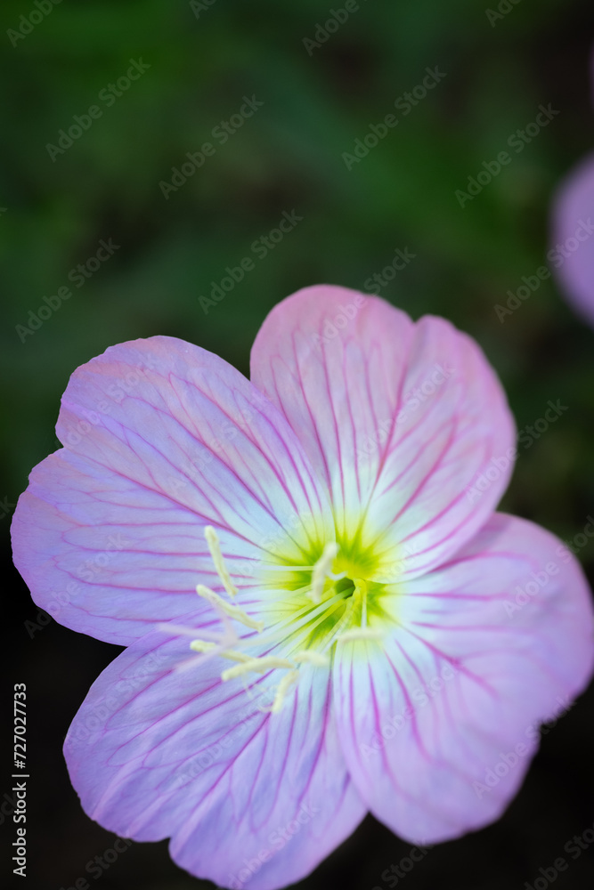 Closeup shot of a vibrant primrose flower
