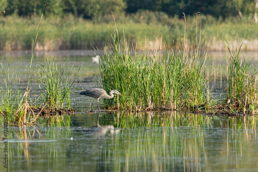 Fototapeta premium Czapla siwa poluje na ryby