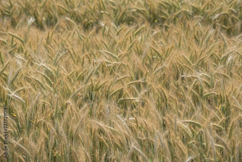 a wheat field in agriculture