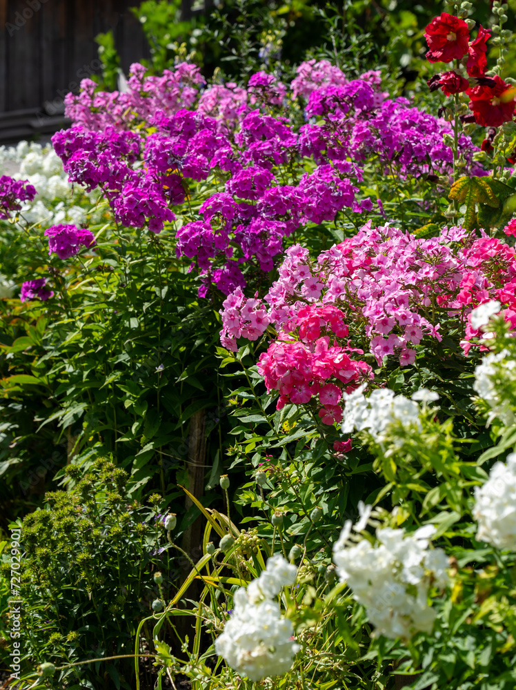 Obraz premium Traditional colorful flower box at the Alps and Dolomites. Summer time. Mix of flowers and colors. General contest of the European Alps