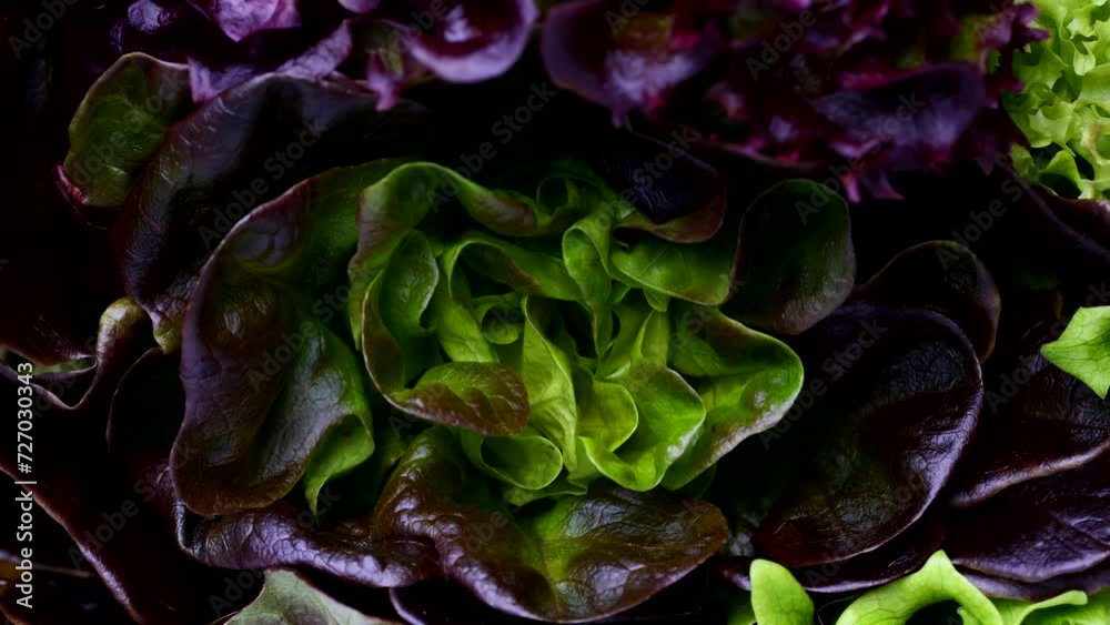 lettuce leaves extreme close-up, healthy eating concept lettuce leaves extreme close-up, healthy eating concept