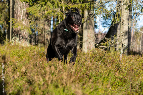 Joyful Black Labrador Running Through the Forest on a Spring Day: A delightful scene unfolds as a lively black Labrador exuberantly dashes through the woods on a sunny spring afternoon. 