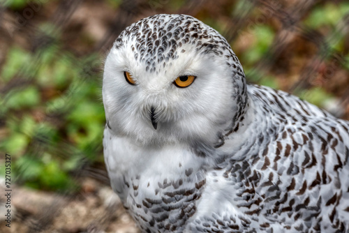 portrait of a beautiful snowy owl
