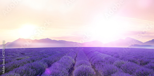 Blühendes Lavendelfeld vor Bergkette in untergehender Sonne