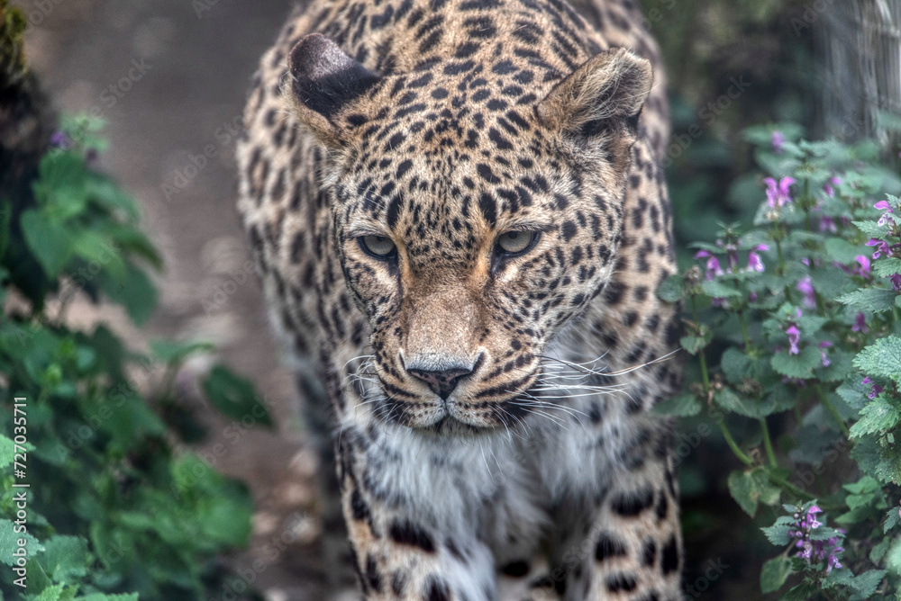 Persian leopard (Panthera pardus saxicolor) Persian leopard (Panthera pardus saxicolor)