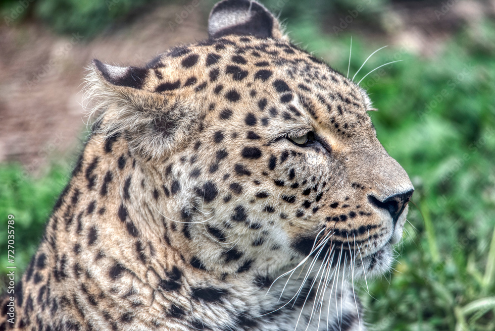 Obraz premium Persian leopard (Panthera pardus saxicolor)