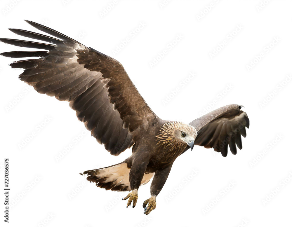 Obraz premium Adler isoliert auf weißen Hintergrund, Freisteller 