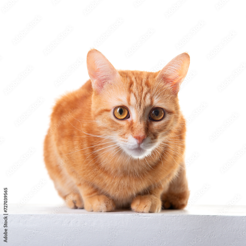 Cute ginger tabby young cat posing at studio and looking at camera over white background