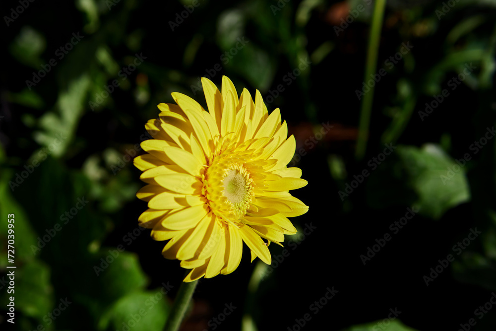 Close-up view of yellow Gerbera flower blooming in the garden Close-up view of yellow Gerbera flower blooming in the garden