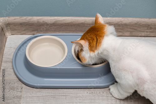 Canvas Print domestic cat eats from a bowl standing on the floor.