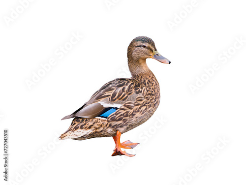 female mallard duck isolated on white background