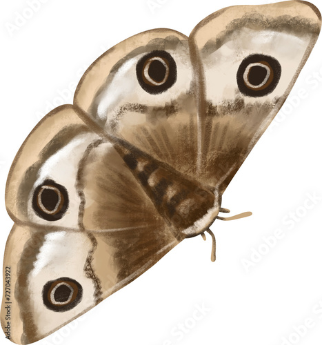 watercolor insect moth © baddesigner