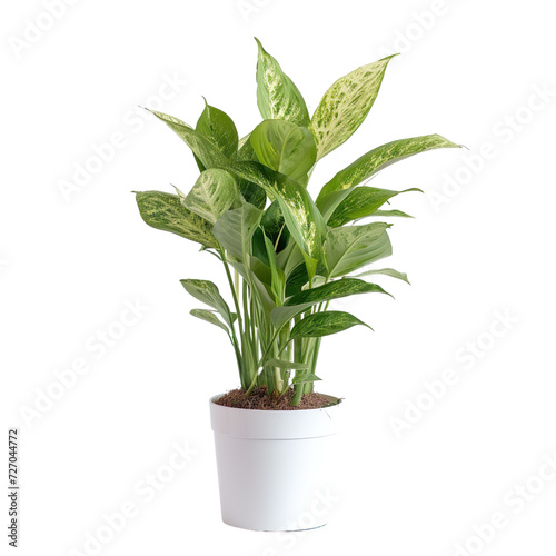 Potted Peace Lily Plant Vector