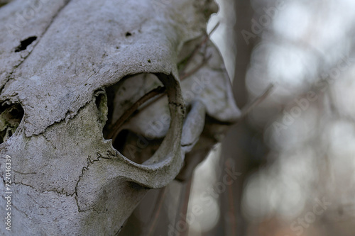 close up of an old animal skull in the forest