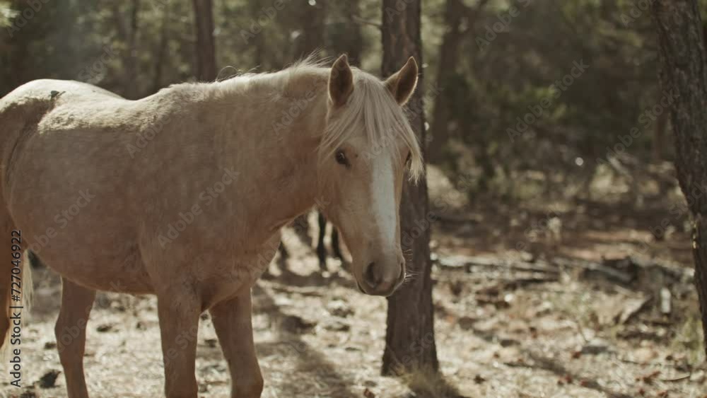 Wild horse walking in the Grand Canyon National Park in Arizona with close up slow motion shot. Wild horse walking in the Grand Canyon National Park in Arizona with close up slow motion shot.
