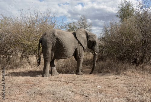 Elephants grazing and wolking in the veldt photo