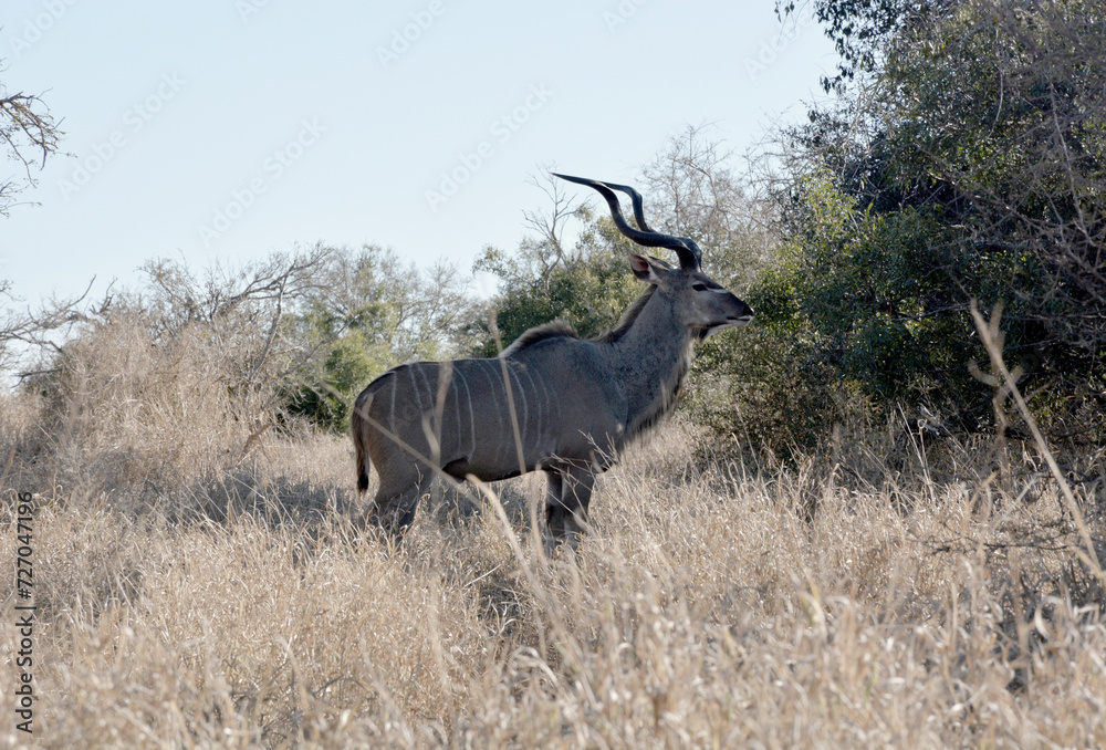 Greater Kudu bull