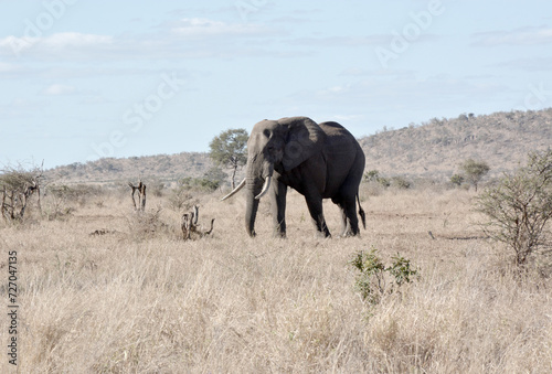 Elephant bull walking in the veldt