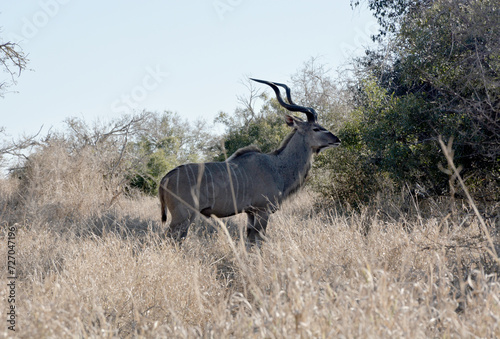 Greater Kudu bull