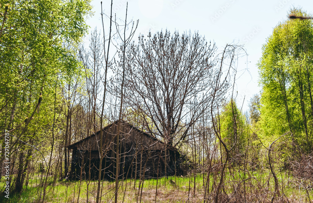 An abandoned wooden old house among the trees in the forest. Desolation ...