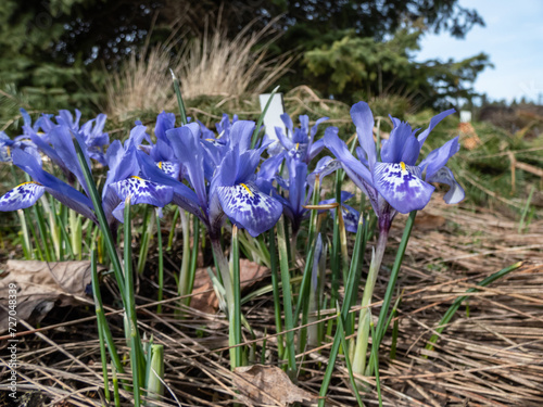 Close-up of the first early spring flowers - The Syrian Iris (Iris histrio) flowering with blue flowers on green stems in the garden photo