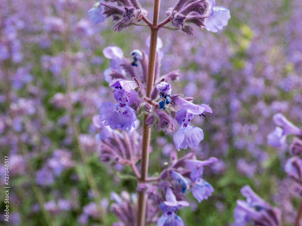 The Catmint and Faassen's catnip (Nepeta × faassenii) flowering with showy, abundant, two-lipped, trumpet-shaped, soft lavender flowers, from spring through autumn
