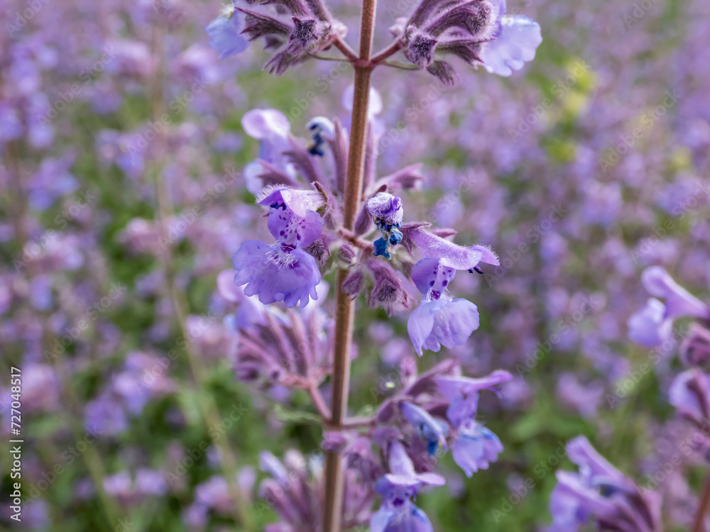 Obraz premium The Catmint and Faassen's catnip (Nepeta × faassenii) flowering with showy, abundant, two-lipped, trumpet-shaped, soft lavender flowers, from spring through autumn