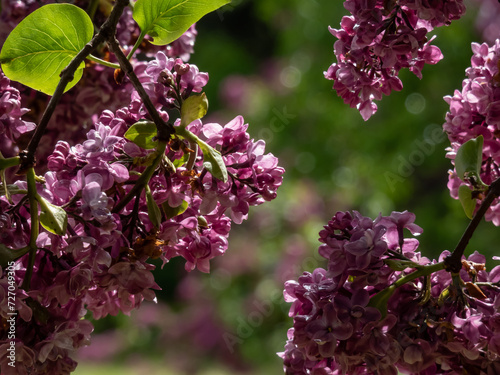 Common Lilac (Syringa vulgaris) 'Ogni Donbassa' blooming with purple double flowers with light purple petal tips that emerge from purple buds in showy panicles in spring photo