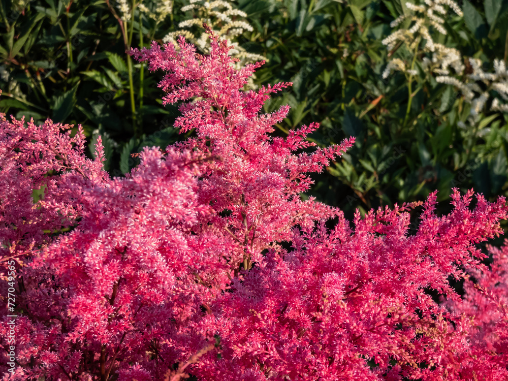 Astilbe simplicifolia 'Aphrodite' features fluffy, cerise-red plumes, over a compact mound of elegant, lacy green leaves Astilbe simplicifolia 'Aphrodite' features fluffy, cerise-red plumes, over a compact mound of elegant, lacy green leaves