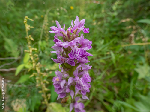 Close-up shot of the marsh orchid or spotted orchid (Dactylorhiza) growing and blooming with purple flower in meadow