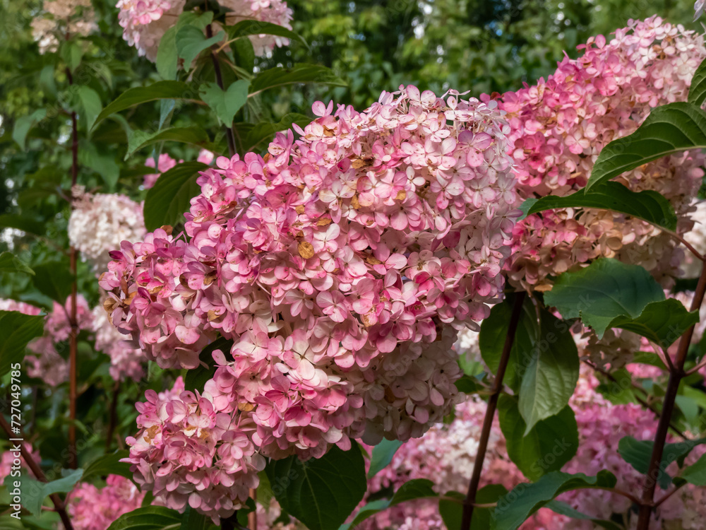 Paniculate hydrangea (Hydrangea paniculata) 'Vanille Fraise' (Renhy) flowering with fluffy, loose, pyramid-shaped creamy-white flower panicles that turn pink