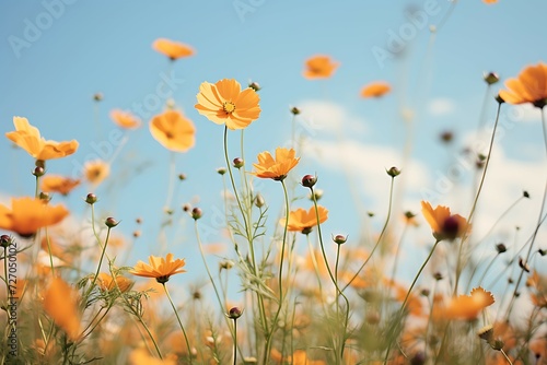 flowers are growing in a field at sunny day  © Monirknn