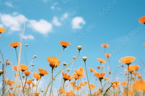 flowers are growing in a field at sunny day
