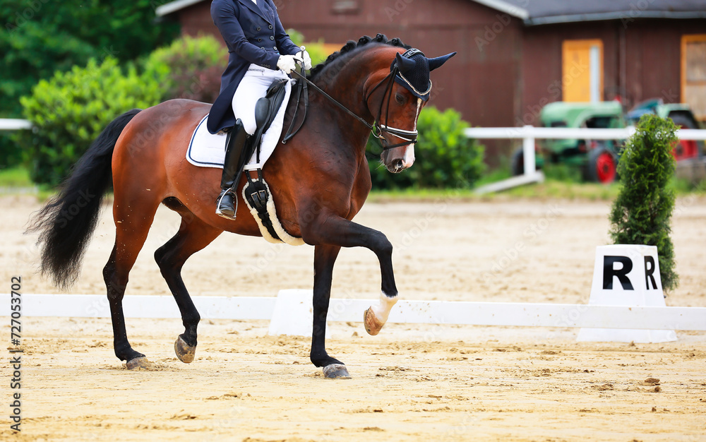 Horse dressage horse with rider in tailcoat, horse in close-up on the showground. Horse dressage horse with rider in tailcoat, horse in close-up on the showground.