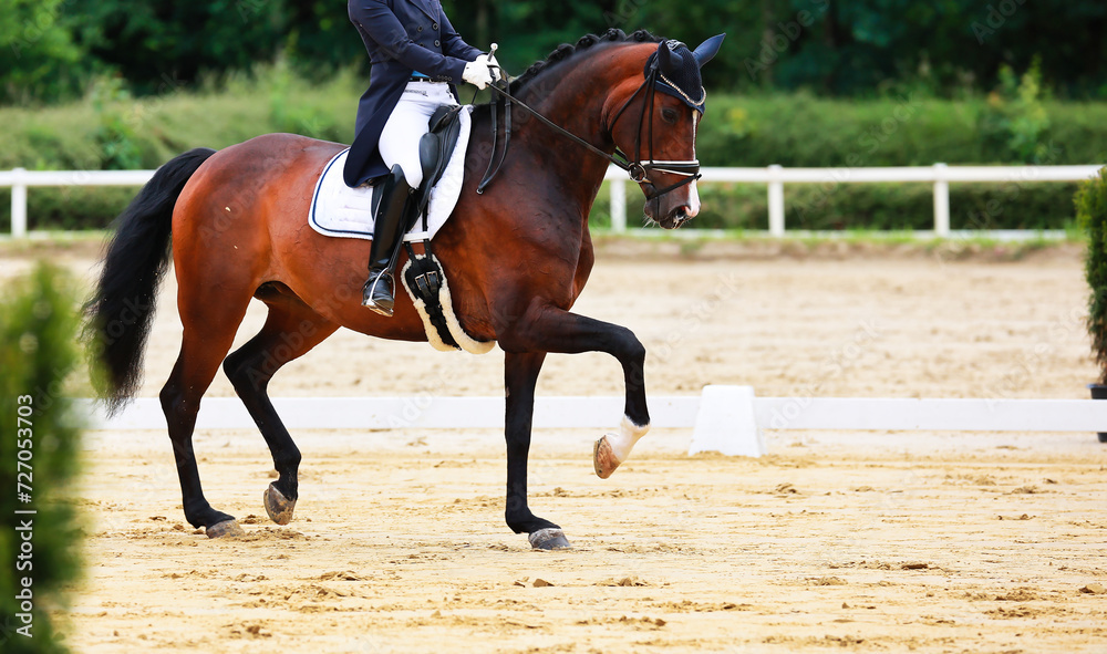 Horse dressage horse with rider in tailcoat, horse in close-up on the showground. Horse dressage horse with rider in tailcoat, horse in close-up on the showground.