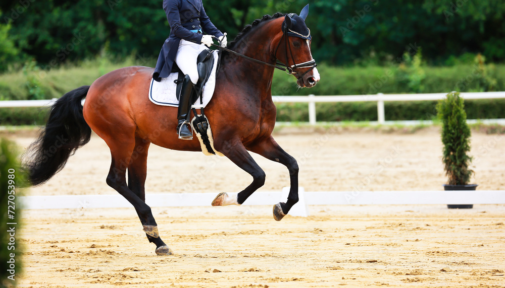 Horse dressage horse with rider in tailcoat, horse in close-up on the showground. Horse dressage horse with rider in tailcoat, horse in close-up on the showground.