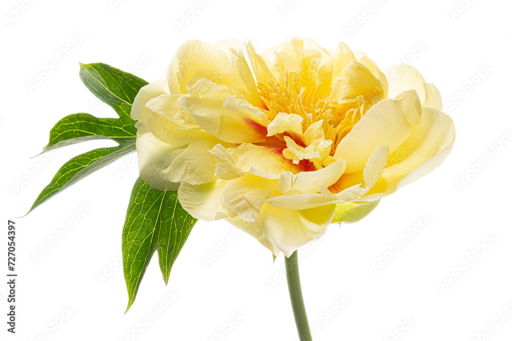 yellow peony on the white background yellow peony on the white background