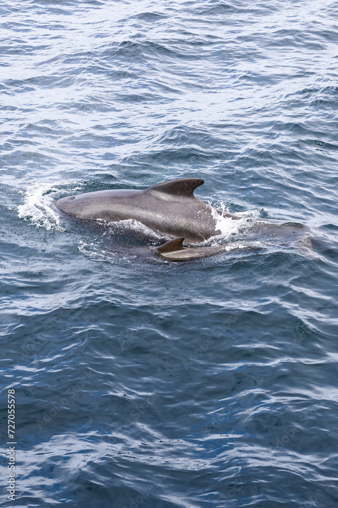 Fototapeta premium A mother pilot whale with her calf amidst the rippling, textured hues of the cold northern ocean (Vertical photo)
