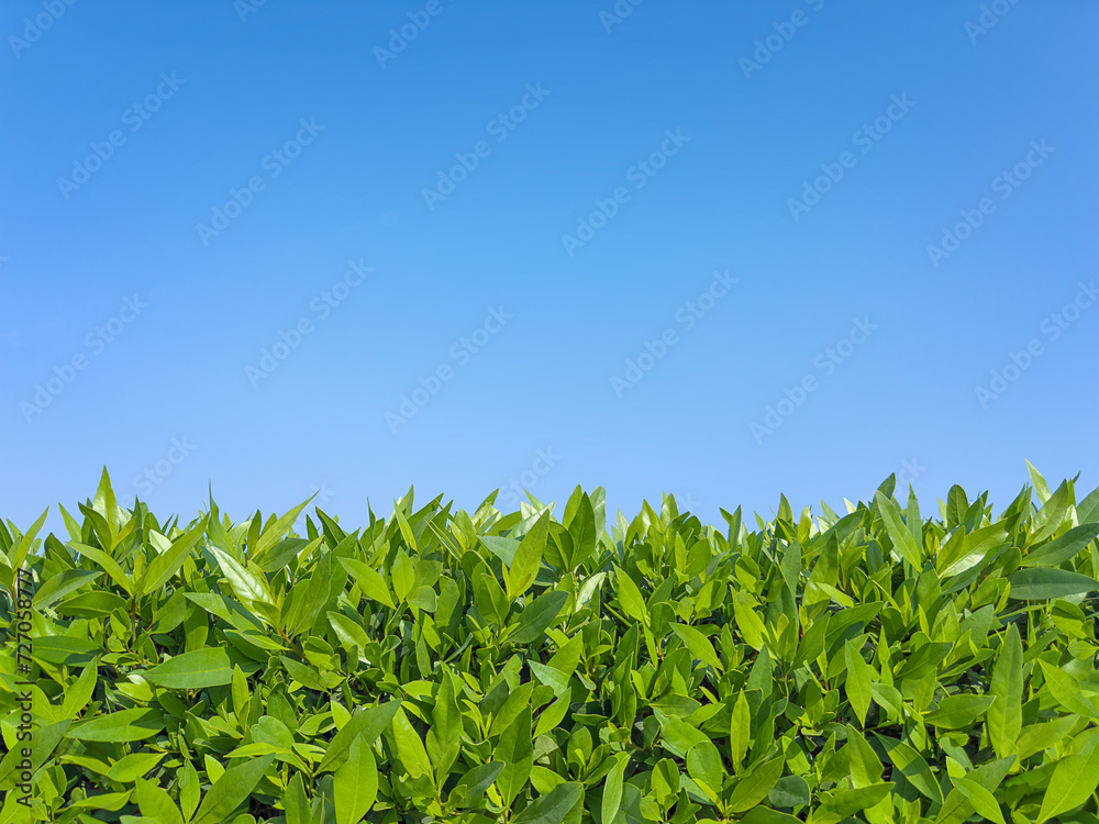 Obraz premium Natural background. Spring, summer background. A hedge. Bright, young, green leaves of the plant against a background of blue, clear sky. Copy space.