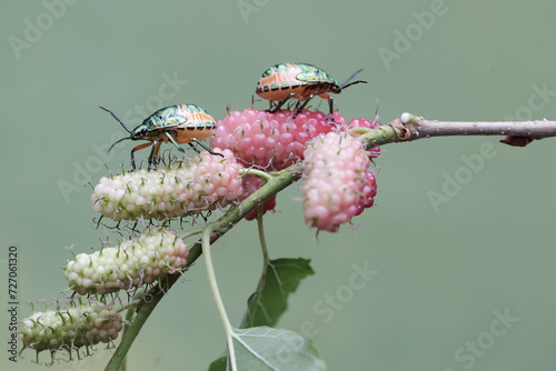 Two young harlequin bugs are feeding on anthurium flowers. This beautiful, rainbow-colored insect has the scientific name Tectocoris diophthalmus. photo