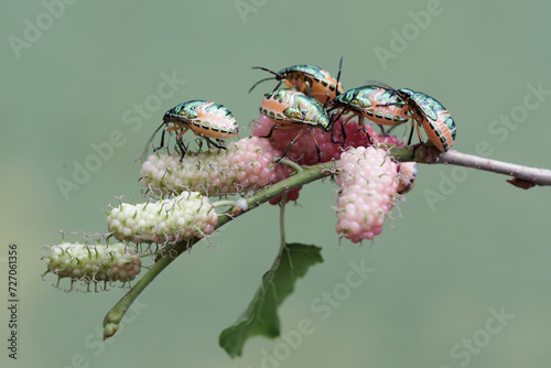 A colony of young harlequin bugs is feeding on mulberry leaves and fruit. This beautiful, rainbow-colored insect has the scientific name Tectocoris diophthalmus. photo