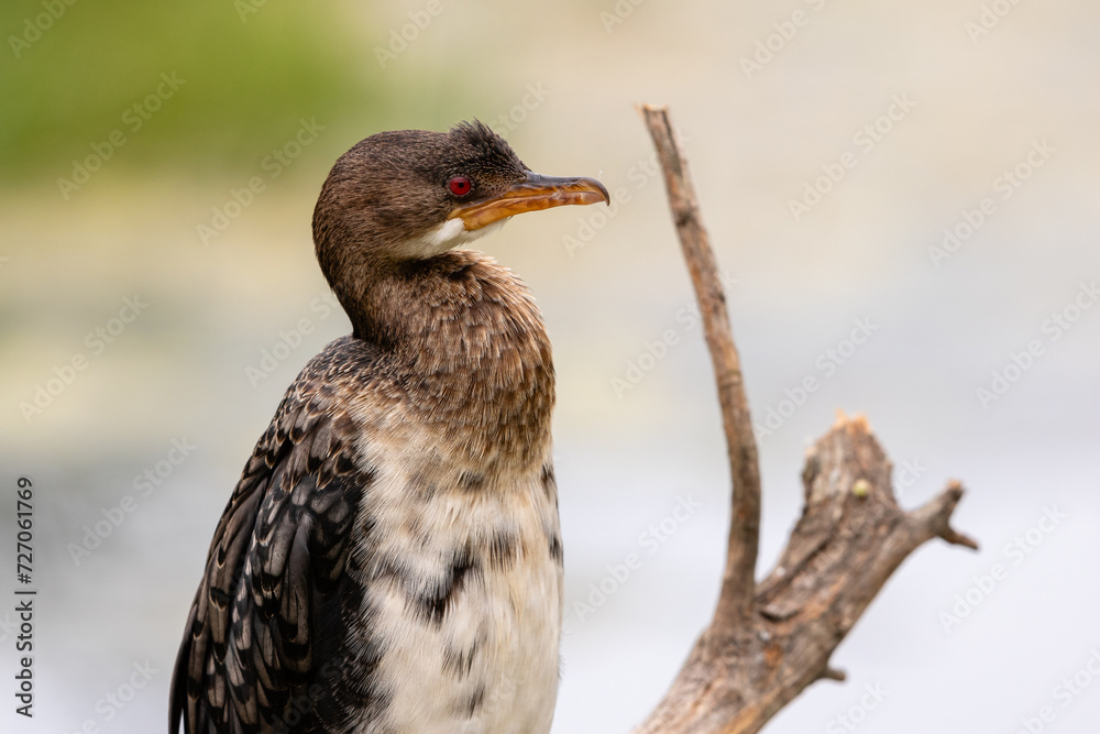 Fototapeta premium portrait of a reed cormorant perched on a branch 