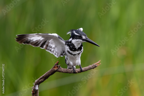 Pied kingfisher landing on a twig with wings spread
