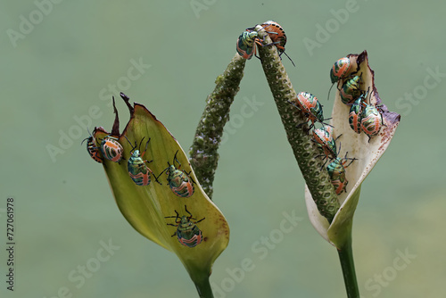 A young colony of harlequin bugs is feeding on anthurium flowers. This beautiful, rainbow-colored insect has the scientific name Tectocoris diophthalmus. photo