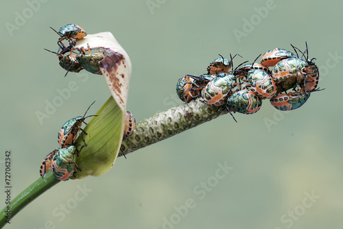 A young colony of harlequin bugs is feeding on anthurium flowers. This beautiful, rainbow-colored insect has the scientific name Tectocoris diophthalmus. © I Wayan Sumatika