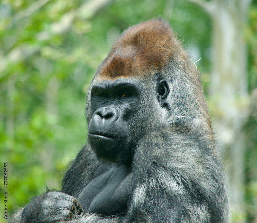 Portrait of a Western lowland gorilla with an interesting facial expression Portrait of a Western lowland gorilla with an interesting facial expression