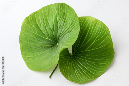 Leaf isolated on white background.