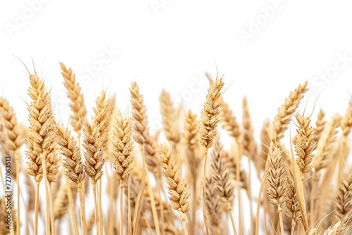 close up horizontal image of wheat field and white background Generative AI